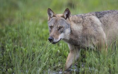 Wolf belehrt Verweigerungsministerin Hendricks noch in der Nacht eines Besseren