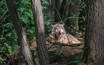 Bund lässt Brandenburg beim Wolf im Stich