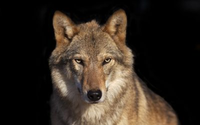 Von Schweden lernen heißt „Wolf- und Weidetierzukunft“ gestalten!