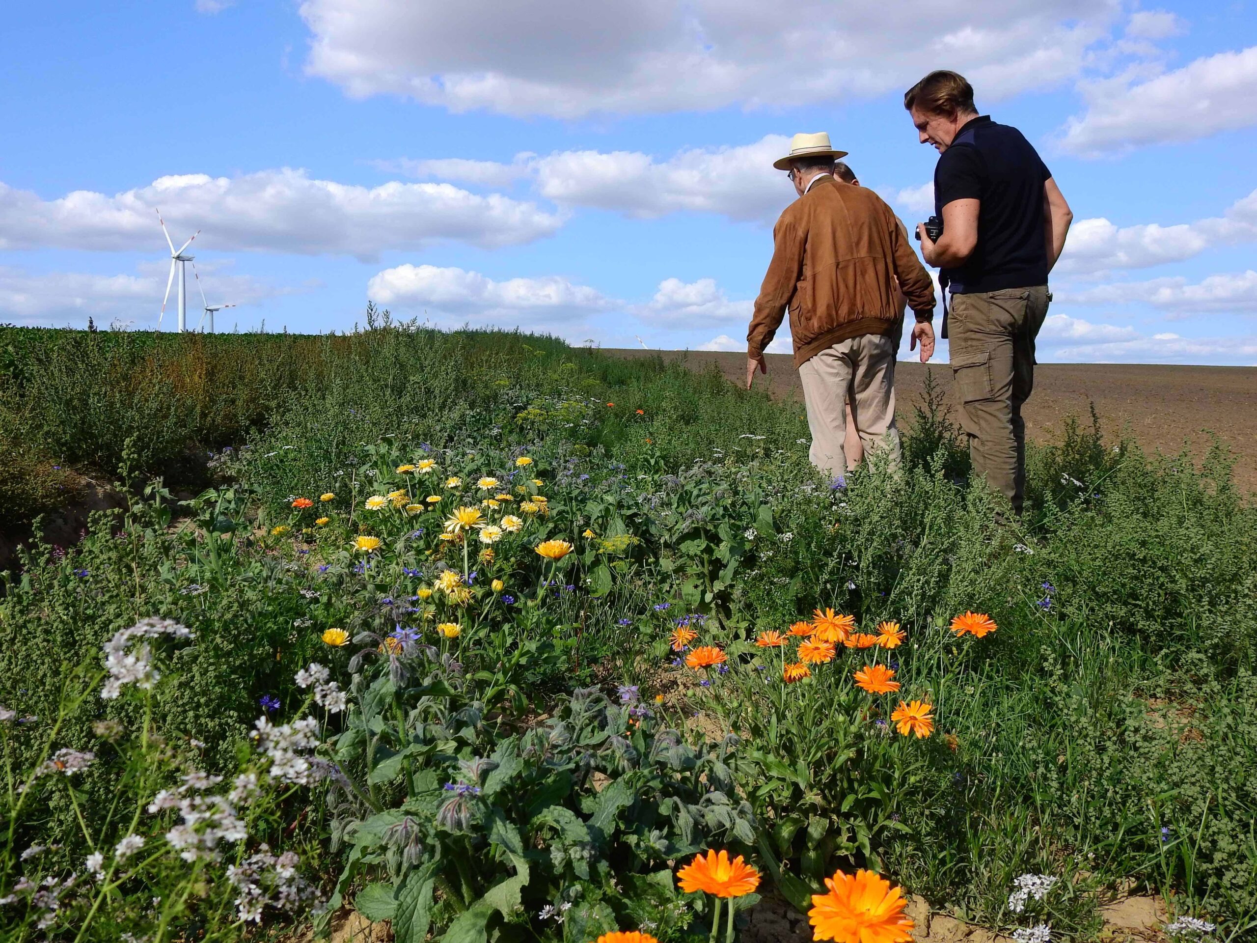 Beetle Bank