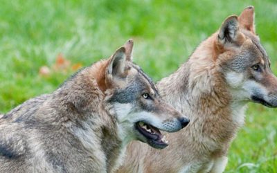 Tag des Wolfes – Träume in Realismus verwandeln!