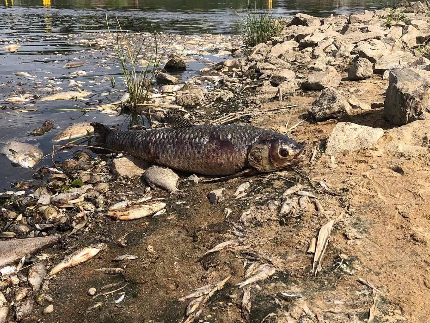 Fischsterben Oder